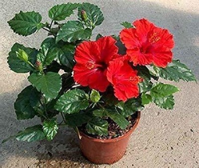 greenhousestore Hibiscus Plant(Hybrid, Pack of 1)