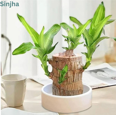 RADHE SALES Mini Brazalian wood(Pack of 1)