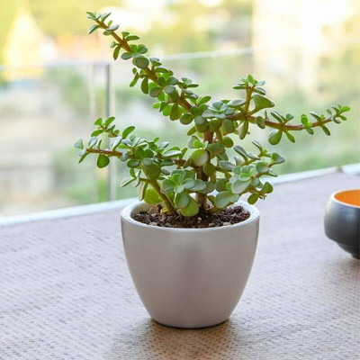 Yashiv Jade Plant(Hybrid, Pack of 1)