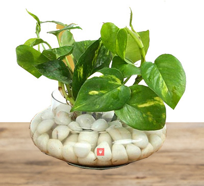 BISWAS GARDEN Money Plant(Hybrid, Pack of 1)