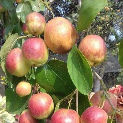 Bakuchi Ber Apple Plant(Hybrid, Pack of 1)