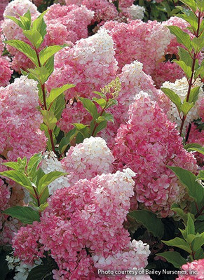 Aquinnah Graden Adenium Plant(Hybrid, Pack of 1)