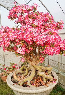 Cloud Farm Adenium Plant(Hybrid, Pack of 1)