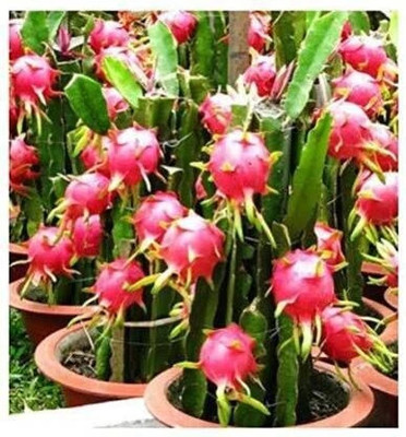 North AM Dragon Tree(Hybrid, Pack of 1)