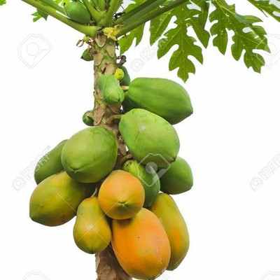 MAMONI TRADERS Hybrid Papaya,papaya,pepe Seed(50 per packet)