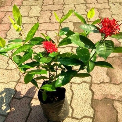 Earth Angels Trothic Ixora/Chethi Plant(Hybrid, Pack of 1)
