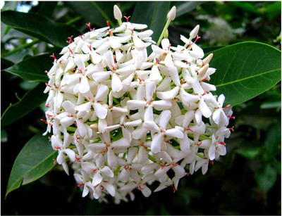 GreenHorizon Trothic Ixora/Chethi Plant(Hybrid, Pack of 1)