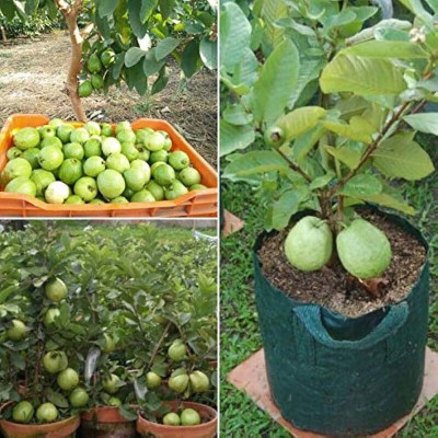 Yashiv Guava Plant(Hybrid, Pack of 1)