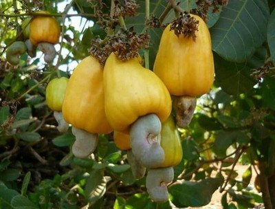 Bakuchi Cashew Plant(Hybrid, Pack of 1)
