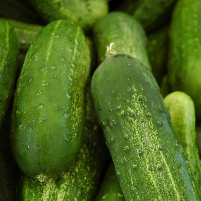 MAMONI TRADERS Thabi Kankri seeds/cucumber seeds 18 Seed(50 per packet)