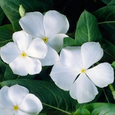 ARYAN EVERGREEN Sadabahar/Periwinkle Plant(Hybrid, Pack of 1)
