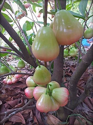 MAITRA AND SONS Java Plum Plant(Hybrid, Pack of 1)