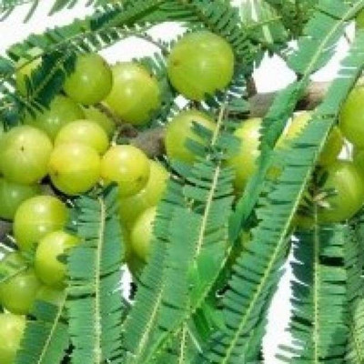 rimi Amla Plant(Hybrid, Pack of 1)