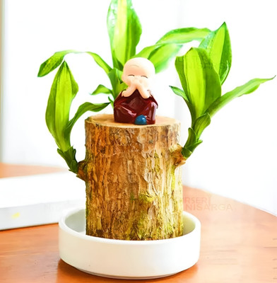 RADHE SALES Mini Brazalian wood(Hybrid, Pack of 1)