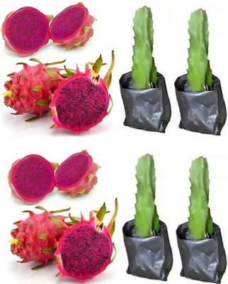 Agacha Dragon Tree(Hybrid, Pack of 1)