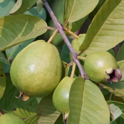 Mohomaya Guava Plant(Hybrid, Pack of 1)