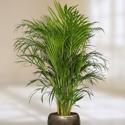 Heaven Of Saplings Areca Palm(Hybrid, Pack of 1)