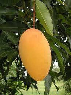 rimi Mango Plant(Hybrid, Pack of 1)