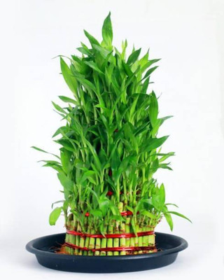 PETALFLEUR Two Layer Bamboo Plant(Hybrid, Pack of 1)