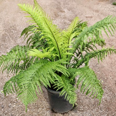 Platone Fern Plant(Hybrid, Pack of 1)