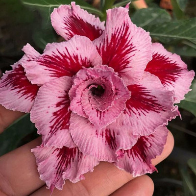 greenhousestore Adenium Plant(Hybrid, Pack of 1)