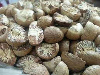Bakuchi Betel Nut/Supari Plant(Hybrid, Pack of 1)