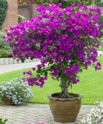 EarthAngel Bougainvillea Plant(Hybrid, Pack of 1)