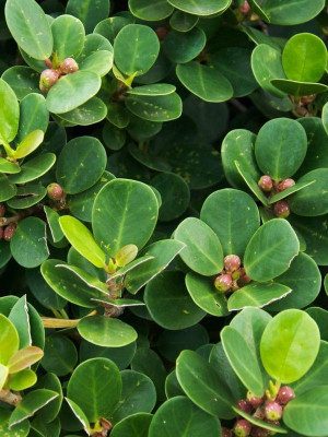 Bakuchi Ficus Plant(Hybrid, Pack of 1)