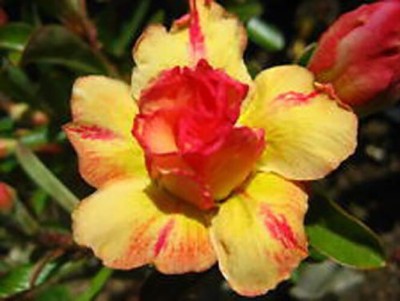 The Entacloo Adenium Plant(Hybrid, Pack of 1)