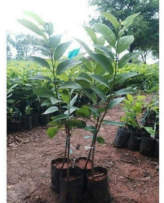 Cloud Farm Custard Apple Plant(Hybrid, Pack of 1)