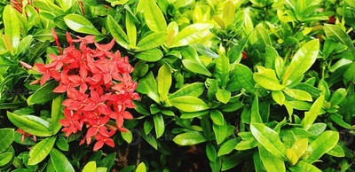 The Entacloo Ixora Plant(Hybrid, Pack of 1)