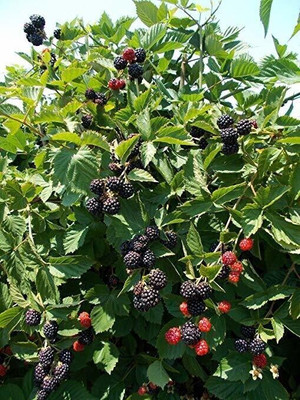 Agacha Shahtoot/Mulberry Plant(Hybrid, Pack of 1)