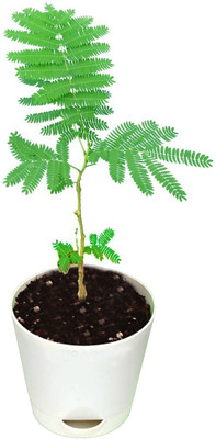 MAITRA AND SONS Shami/Jand Plant(Hybrid, Pack of 1)