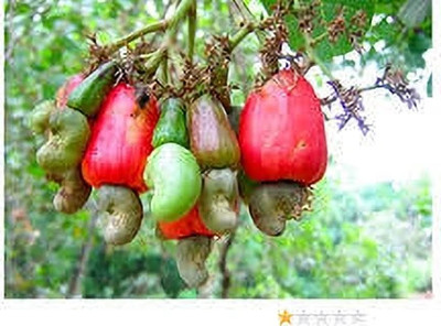 Bakuchi Cashew Apple Plant(Hybrid, Pack of 1)