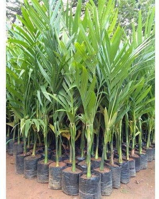 Bakuchi Areca Palm(Hybrid, Pack of 1)