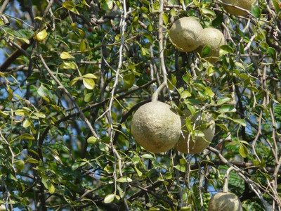 rimi Custard Apple Plant(Hybrid, Pack of 1)