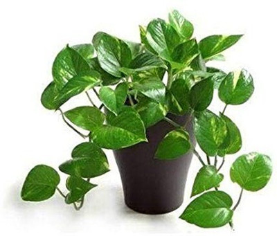TreeLand Money Plant(Hybrid, Pack of 1)