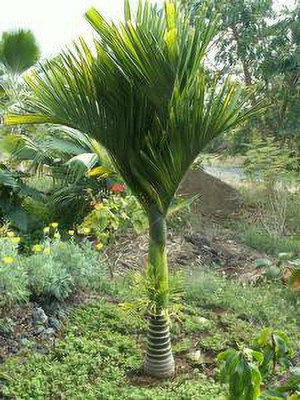 PB EVERGREEN Betel Nut/Supari Plant(Hybrid, Pack of 1)