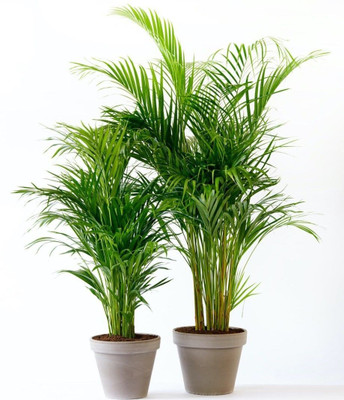 Bakuchi Areca Palm(Hybrid, Pack of 1)