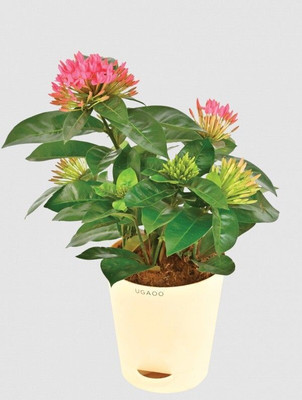 rimi Trothic Ixora/Chethi Plant(Hybrid, Pack of 1)