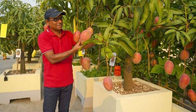 AFARTIOBINA Mango Plant(Hybrid, Pack of 1)