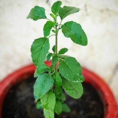 KrishnaNursery Tulsi Plant(Hybrid, Pack of 1)