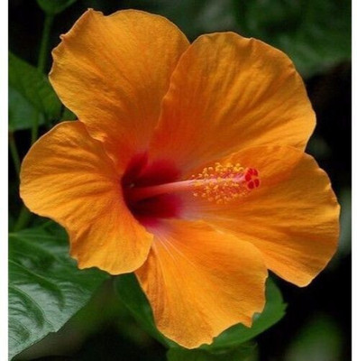 ROYSTORES Hibiscus Plant(Hybrid, Pack of 1)