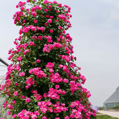 Aquinnah Rose Plant(Hybrid, Pack of 1)