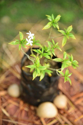 rimi Night Bloom Jasmine Plant(Hybrid, Pack of 1)