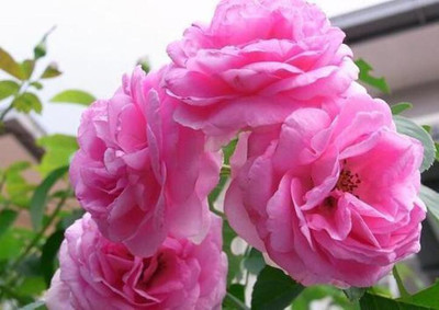 Bakuchi Rose Plant(Hybrid, Pack of 1)