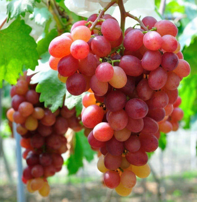Cloud Farm Grapes Plant(Hybrid, Pack of 1)