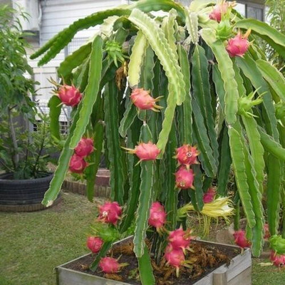 Agacha Dragon Tree(Hybrid, Pack of 1)