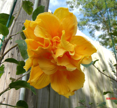 Aquinnah Graden Hibiscus Plant(Hybrid, Pack of 1)