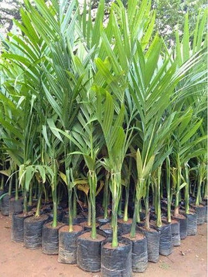 Bakuchi Betel Nut/Supari Plant(Hybrid, Pack of 1)